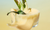 Honeybush, Jalapeno & Pineapple Crush