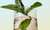 Peppermint & Raspberry Iced Tea